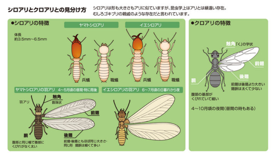 シロアリとクロアリの違い