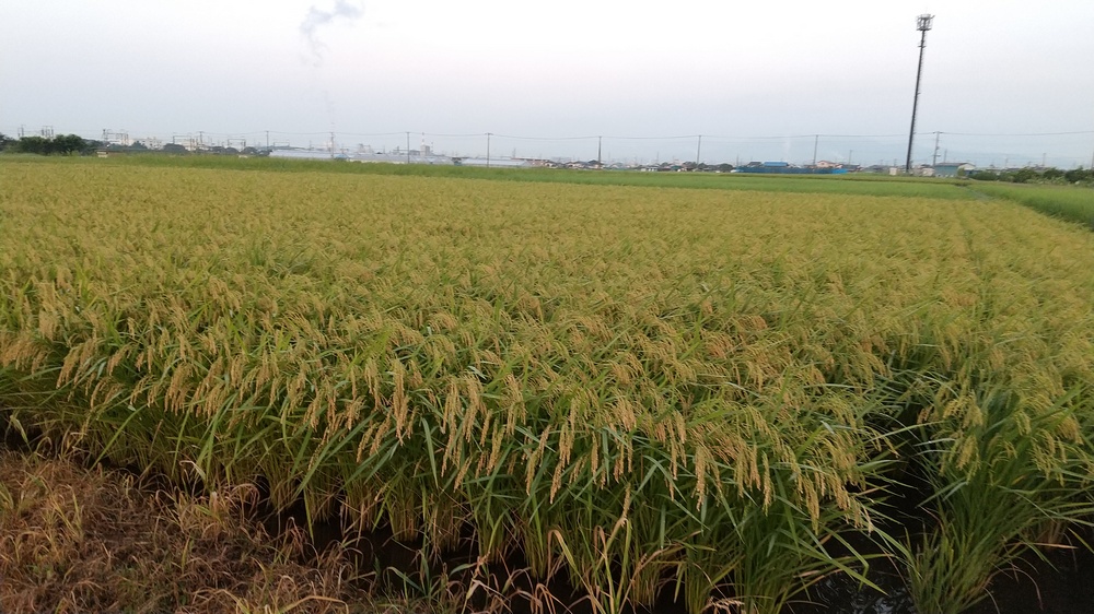 実るほど頭を垂れる稲穂かな」】 建築工房のわたなべのブログ 静岡県